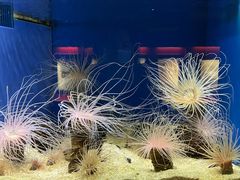 -上海海洋水族馆