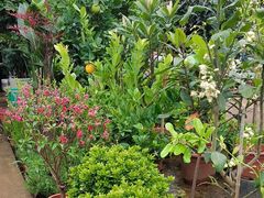 -桂林市花鸟市场