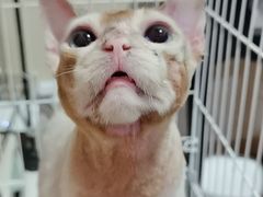 -圣宠动物医院·犬猫专科·影像中心·外科中心