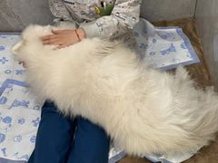 -北京派仕佳德动物医院·超导核磁·CT·神经科·骨科·内外科·急重症管理中心