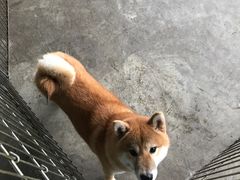 -柴犬高等学院·狗咖·柴犬售卖·宠物训练