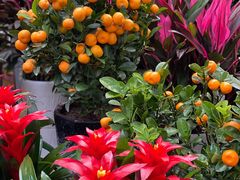 -秦美花卉(天朗·莱茵小城2期店)