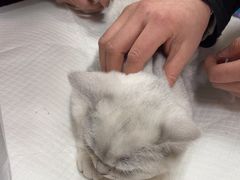 -中农大我爱我爱动物医院·核磁CT·猫病·24小时夜诊中心(石佛营店)