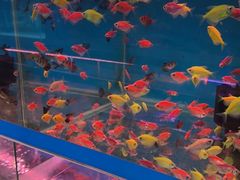-双季花艺园艺市场(浦东店)