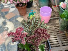 -秦美花卉(天朗·莱茵小城2期店)