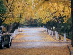 -八大关景区