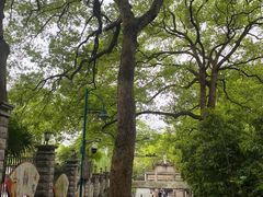 -上海佘山国家森林公园西佘山园