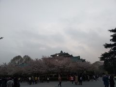 -武汉大学-樱园