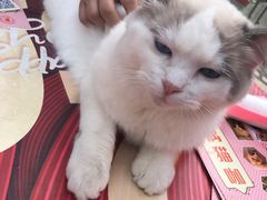 -喵喵咪呀布偶猫咖(春熙路店)