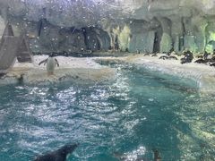 -珠海长隆海洋王国