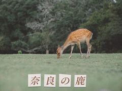 -奈良公园