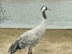 -盐城丹顶鹤湿地生态旅游区