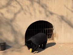 -保定市动物园