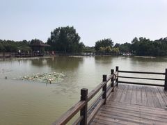 -大湾区中央湿地公园