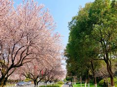 -昆山城市生态森林公园