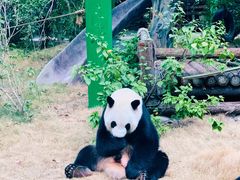 -灵玲国际马戏城