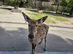 -常州淹城野生动物世界