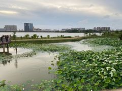 -立新湖公园