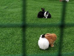 -萌宠亲子动物乐园(槐房万达店)