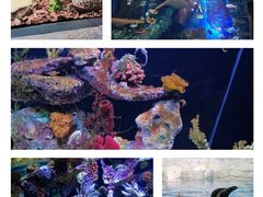 -上海海洋水族馆