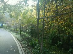 -广州市流溪河国家森林公园