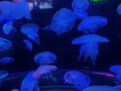 -太平洋海底世界