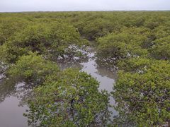 -北海金海湾红树林生态旅游区
