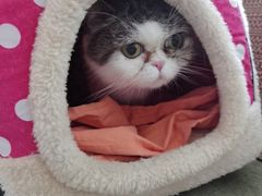 -御宝贝·A梦猫科宠物医院(国际猫友好医院)