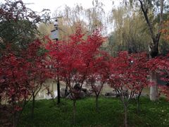 -西安市长乐公园