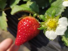 -甜心庄园·甜心草莓采摘园(西青中北店)