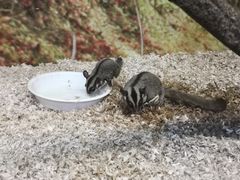 -上海大自然野生昆虫馆(东方明珠·爬宠昆虫探索中心)