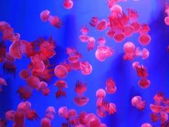 -芜湖新华联大白鲸海洋公园