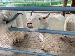 -长白岛森林公园