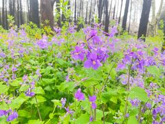 -上海共青森林公园