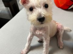 -宠瑞康动物医院