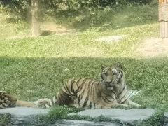 -深圳野生动物园