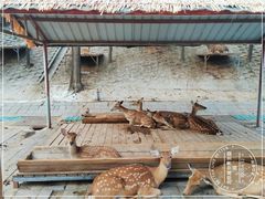 -北京鹿世界主题园