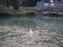 -洛阳市隋唐城遗址植物园
