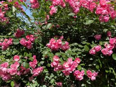 -武汉紫薇都市田园