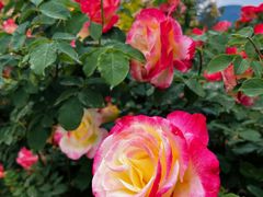 -国家植物园南园