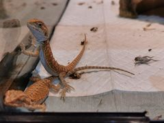 -酷以爬仙阁实体爬宠店·守宫·蜥蜴·专业繁育