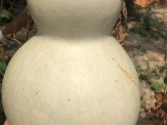 -马陆小张葡萄园农家乐