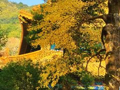 -普陀山风景名胜区-法雨禅寺