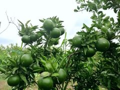 -樂桃源奉贤黄桃种植采摘基地