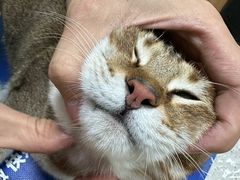 -瑞鹏宠物医院·夜间急症·心超·猫科(祖庙分店)