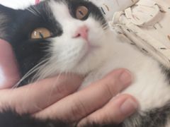 -有喵·猫咖·狗咖·30几只猫10只小狗(岗厦店)