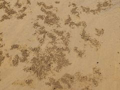 -日照海滨国家森林公园