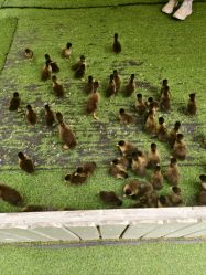 -萌宠亲子动物乐园(槐房万达店)