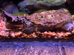 -上海海洋水族馆