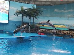 -海合安成都极地海洋公园
